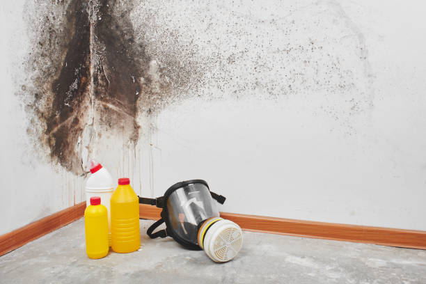 Best Attic Mold Removal  in Temple, GA