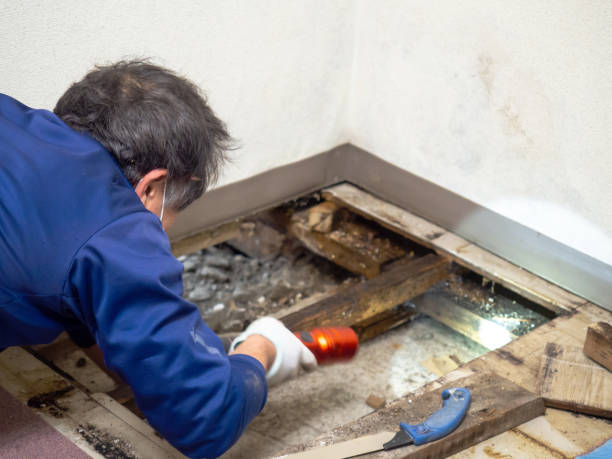 Best Mold Remediation Services  in Temple, GA