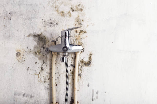 Best Commercial Mold Removal  in Temple, GA