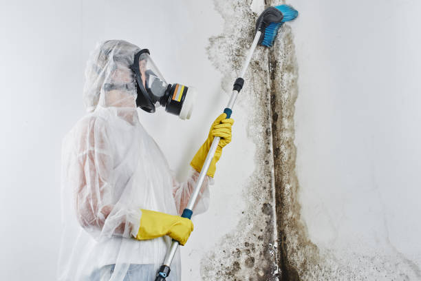 Best Residential Mold Removal  in Temple, GA