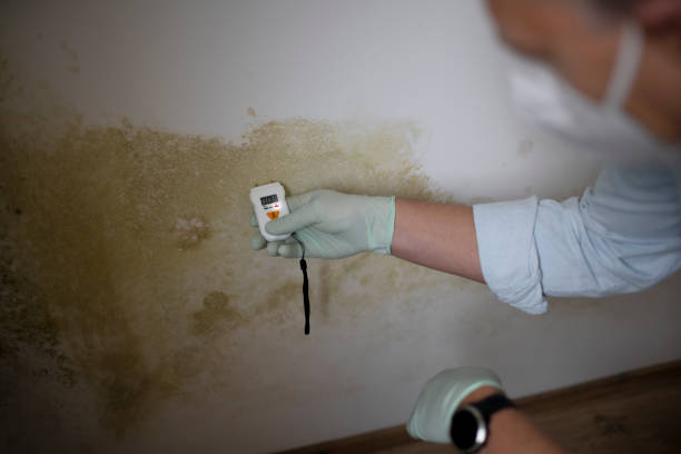 Best Mold Testing  in Temple, GA