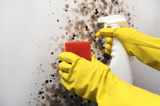 Best Office Mold Removal Services  in Temple, GA