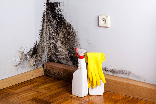 Best Home Mold Removal  in Temple, GA