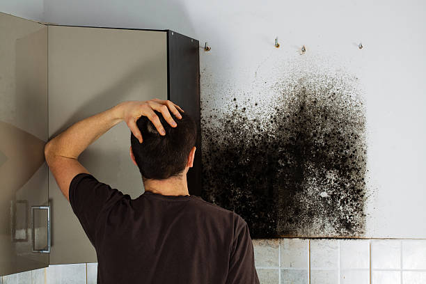Best Local Mold Removal Service  in Temple, GA